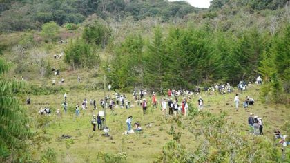 Imagen de Rionegro avanza en su meta ambiental con la siembra de 4.000 nuevos árboles nativos en el Cerro El Capiro