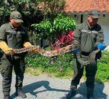 Denuncia ciudadana permitió el rescate de dos boas en el sur de Cali