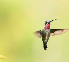 Colombia Birdfair 2026 calienta motores