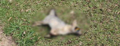 Imagen de ¡Déjalos cruzar! Un zorro perro murió atropellado en la vía La Ceja-Rionegro