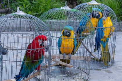 Imagen de  Incautaron 10 aves en operativo contra el tráfico ilegal de fauna en El Peñol y Guatapé