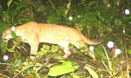 Más cámaras trampa para monitorear fauna en el Valle