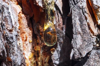 La resina natural se renueva para beneficiar al medio ambiente