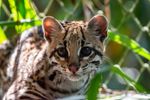 Imagen de Reintroducen ocelote rehabilitado en bosque de Urabá