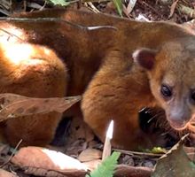Así regresaron a su hábitat en el Valle cinco animales atendidos por la CVC