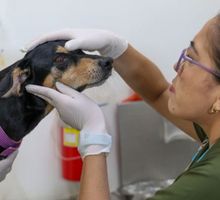 Moquillo canino en Cali: la enfermedad que puede matar a los perros