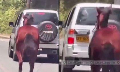 Indignación por sujeto que arrastró a un caballo amarrado a su camioneta