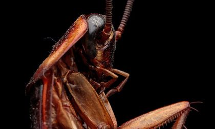 Pisar cucarachas para matarlas podría ser más peligroso de lo que crees