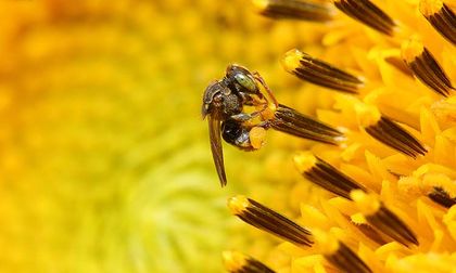 En el Día Mundial de las Abejas, vea cuántas especies hay en Cali