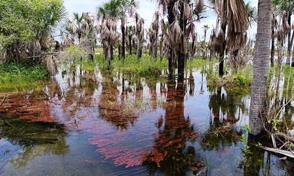 Riopaila Castilla incursiona en el mercado de bonos de carbono