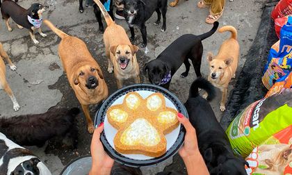 Rescatar, sostener y no detenerse: el liderazgo detrás de la Fundación Mestizzos 4 Patas