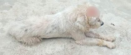 Imagen de  Urgente: perrito fue atacado a machete en San Luis, piden ayuda para salvarlo