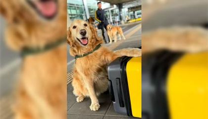 Imagen de  Con emotiva despedida, aeropuerto El Dorado jubiló a dos perritos de su equipo de seguridad