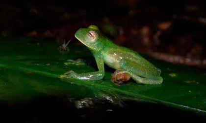 Monitorean presencia de la rana cristal en el Ecoparque Pance