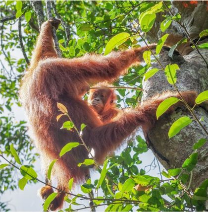 Imagen de  Los orangutanes poseen una “enciclopedia cultural” para saber comer cuando se independizan