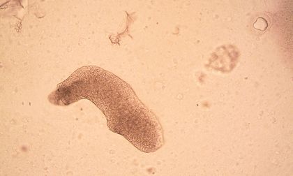 Los seres vivos que podrían sobrevivir a una guerra nuclear