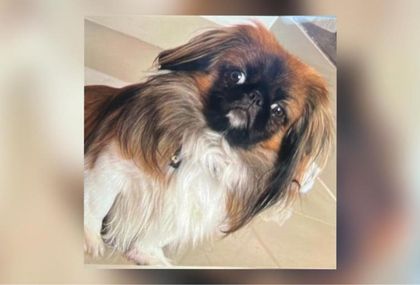 Imagen de  Ministerio de Transporte pidió investigar la muerte de Maxi, el perrito que murió en un bus de transporte público