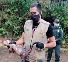 Liberan 23 animales silvestres en su entorno natural