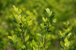 Imagen de Cultivos de coca en Colombia alcanzaron las 261 000 hectáreas en 2024