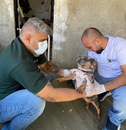 Imagen de  Autoridades de Bello verifican dos caninos en Santa Rita tras video viral por presunta agresión