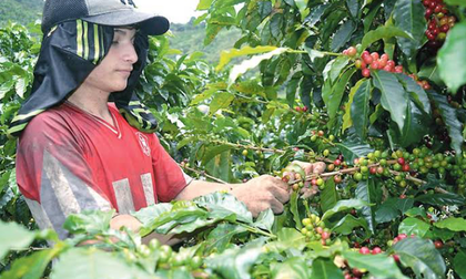 Las lluvias podrían caer hasta 32% y afectar la próxima cosecha de café en Colombia