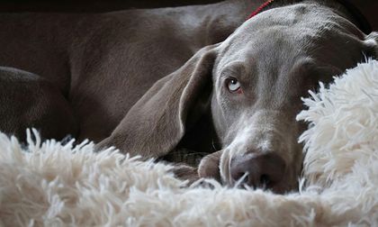 puede el estrés causar un aborto espontáneo en un perro