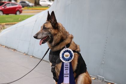 Imagen de  Fuerza Área despidió con honores a la perrita Lara, después de una década de servicio