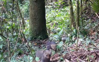 Imagen de Jaguarundí con cría es captado en área protegida de Itagüí