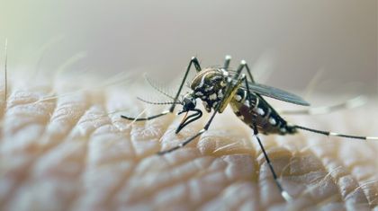 Imagen de  En un 1 000 % aumentaron los casos de dengue en Medellín
