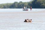 Imagen de Tutela que ordenó proteger a niños de hipopótamos en Puerto Nare fue impugnada para que incluya a pescadores y otros habitantes