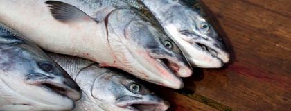 Imagen de  Tips para elegir pescado fresco y de calidad en esta Semana Santa