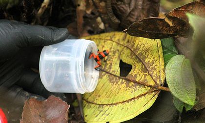 Varias instituciones buscan salvar de la extinción ranas venenosas