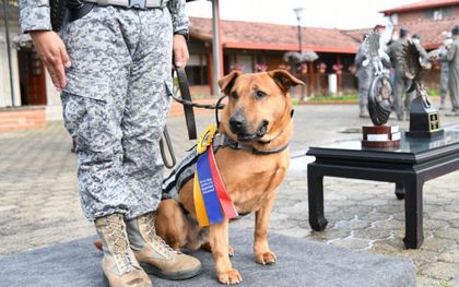 Imagen de  Con honores se jubiló “Mono”, un canino militar que sirvió nueve años a la patria