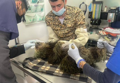 Imagen de  Falleció el perezoso que había sido atacado por perros en Sonsón