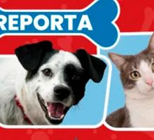 19 animales afectados por pólvora esta Navidad en el Valle