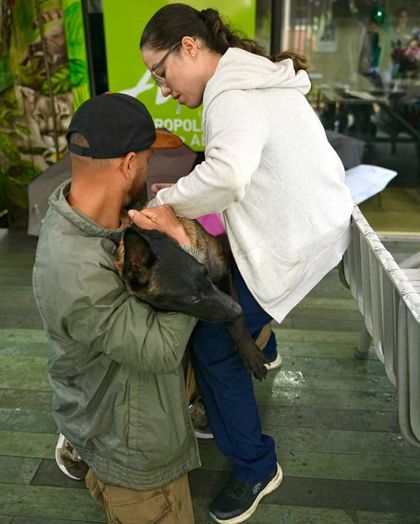 Imagen de ¿Perdió su mascota? Envigado ya implantó microchips a más de 120 animales este año