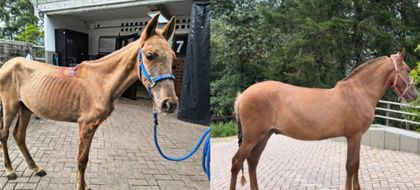 Imagen de  Vencedor, caballo rescatado en Rionegro, culminó su recuperación y tiene nuevo hogar