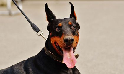 Requisitos para tener un perro de raza peligrosa