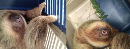 Imagen de  Tras ser hallado en la vía La Ceja-La Unión, un perezoso fue reubicado en zona segura