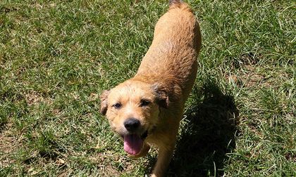 Aumentan las lesiones articulares en perros en Cali: 15 casos por semana