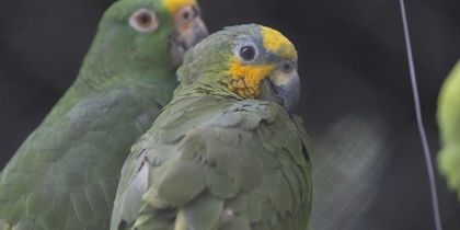 Imagen de  Hogar de paso de Corantioquia recibió más de 1 600 animales en 2024