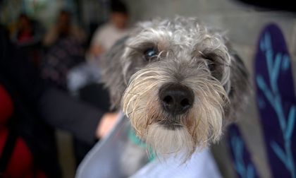 Centro de Bienestar Animal activa plan para cuidar a sus más de 120 animales durante temporada de pólvora