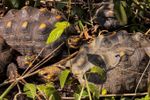 Imagen de Liberan 90 tortugas en su hábitat natural tras proceso de rehabilitación en el Valle de Aburrá