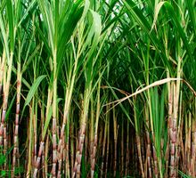 Disminuyen drásticamente las quejas por quema de caña