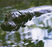 Hipopótamos de Escobar enfrentan deterioro genético
