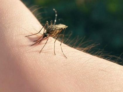 Imagen de Gobernador afirmó que no hay casos de fiebre amarilla en Antioquia e insistió en la importancia de la vacunación