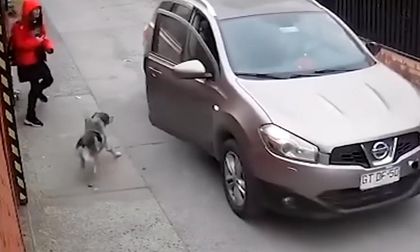 Video: perro salvó a joven que, al parecer, iba a ser secuestrada