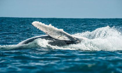 Refuerzan lucha contra pesca ilegal