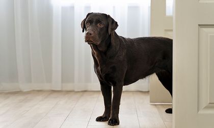 Consejos para que tu mascota no sufra cuando sales de casa