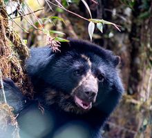 Tamá no alcanzó la libertad: murió el oso andino durante su traslado